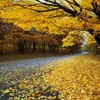 Russia's golden autumn attracts Vietnamese tourists