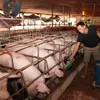 Sustainable livestock farming promoted