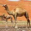 UAE company turns camel milk into baby formula