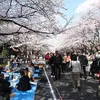 Warmer weather brings crowds to Tokyo cherry blossoms spots earlier than usual