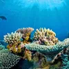 Coral reefs in Hon Do island require protection