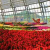 Tulip flower festival to open in Nha Trang