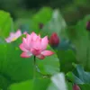 Lotus flowers in full bloom in Hanoi