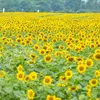 Wild sunflower festival kicks off in Gia Lai