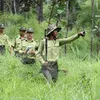 Vietnam, Laos cooperate in forestry law enforcement