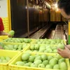 Vietnam earns 13 million USD from fruit and veg exports each day as Tet nears