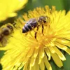 EU agrees to ban all bee-harming pesticides