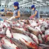 Japanese market imports catfish from  Vietnam