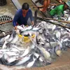 DOC announces record high import tax for Vietnam's Tra fish