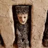 800-year-old wooden statues unearthed in Peru