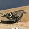 Scientists look to songbirds to solve human speech disorders