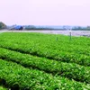 Dong Nai province prioritizes high-tech agriculture