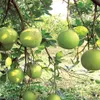 Doan Hung pomelo festival