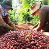 Vietnam’s coffee exports jump to record high of 1.8 million tonnes