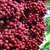 Red fruit gardens grown on plateaus