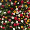 Thousands of people join Bulgarian rose festival