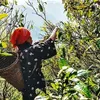 Shan Tuyet tea – a journey from 'cloud paradise' to Hanoi’s streets