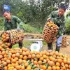 Vietnam to further improve Ham Yen orange product