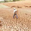 Drought threatens in Ninh Thuan