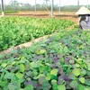 International fairs a platform to promote Vietnamese agroproduce