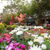 Hanoi to host Tet flower fairs