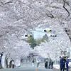 Japan: Cherry blossoms bloom in the fall