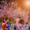 Cherry Blossom Festival to take place in late March