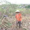 Sugar cane farmers face losses