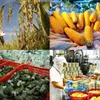 Opportunities for Vietnamese goods in foreign markets