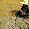 Quang Binh faces severe drought