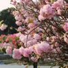 Japanese cherry blossoms on display in Hai Phong