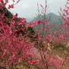 Lang Son peach blossoms promoted