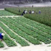 Green trees help Hà Tĩnh Province move on