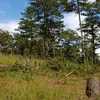 Pine forest cut down, sold as vacant land