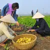 VN yet to sow seeds of low carbon rice