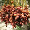 Algeria to export dates to VN