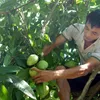 US allows import of VN mangos