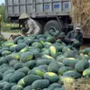 VN-China firms ink watermelon trade contract