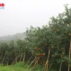 Hà Tĩnh produces bumper orange crop for Tết