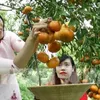 Farmers to see good profits from red mandarin for Tết