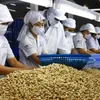 Cashew sector eyes quality