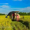 First organic rice project underway in Hải Phòng