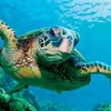 Rare sea turtle released in ocean