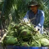 Bến Tre’s green Xiêm coconut gets certificate of Geographical Indication