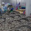 VN to gain $4.8b from shrimp exports