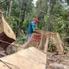 Forest officers suspended for failure to stop deforestation