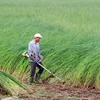 Mekong Delta farmers profit from sedge boom