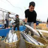 Fisheries sector enjoys great start to year