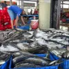 Fisheries sector strives to meet EC’s requirements