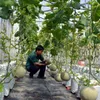 Farmers grow more honeydew melons by irrigation drip method